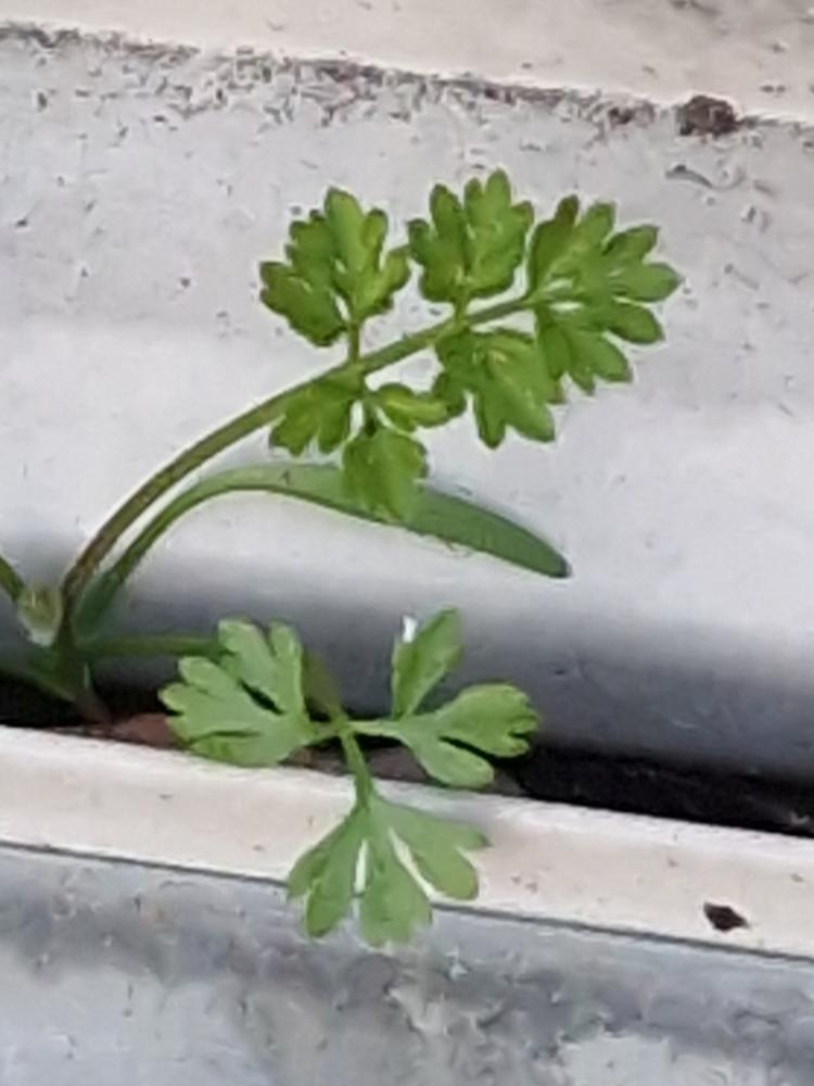 Flat-leaf Parsley — Young