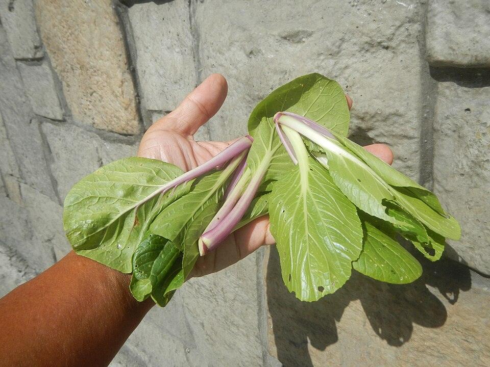 Purple Lady Bok Choy — Growing