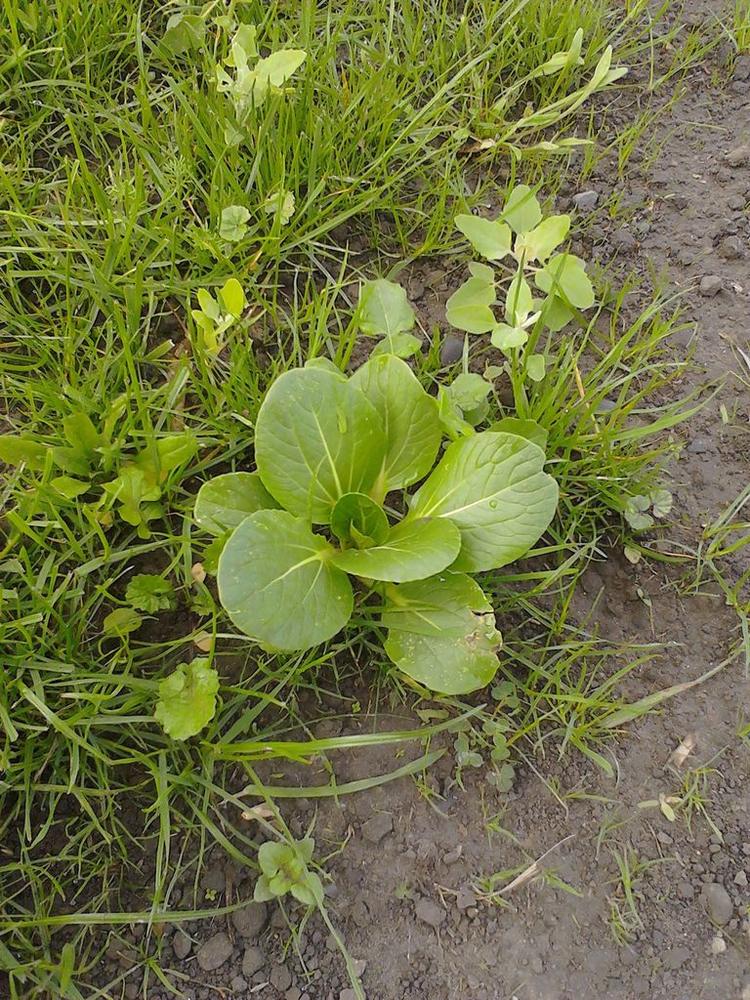 Pak Choi (White Stem) — Growing