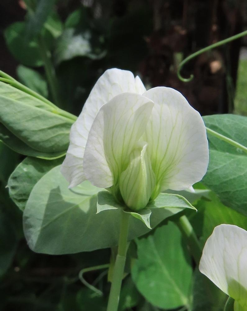 Peas — Growing