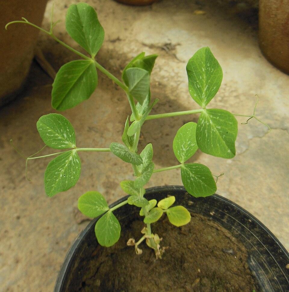 Peas — Young