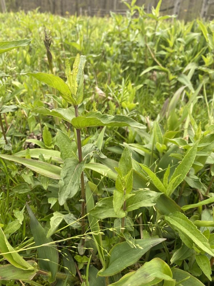 Foxglove Beardtongue — Growing