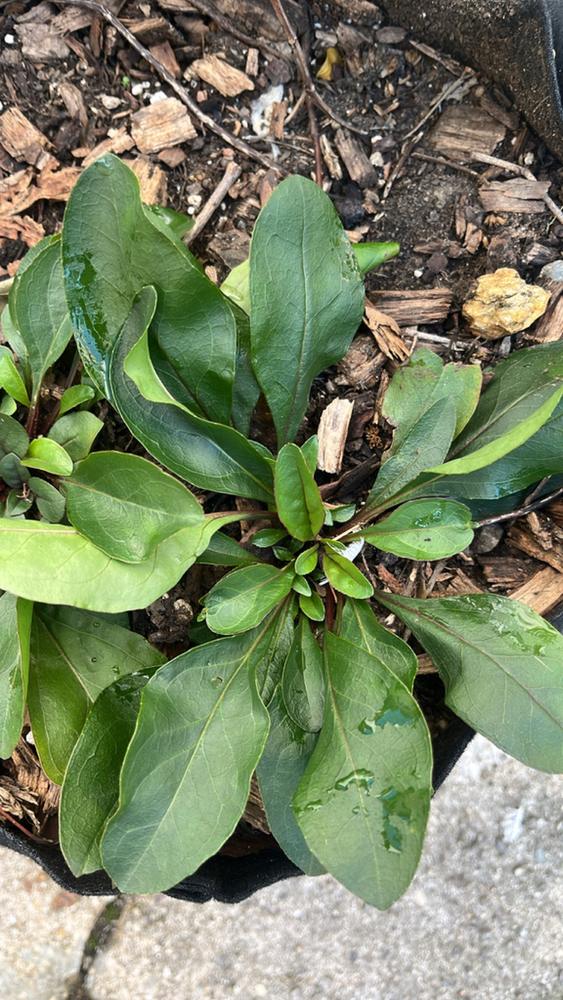 Foxglove Beardtongue — Young