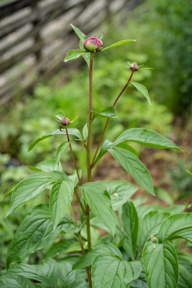 Peony — Growing