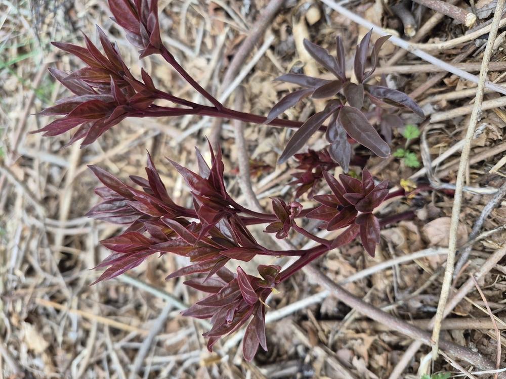 Peony — Young