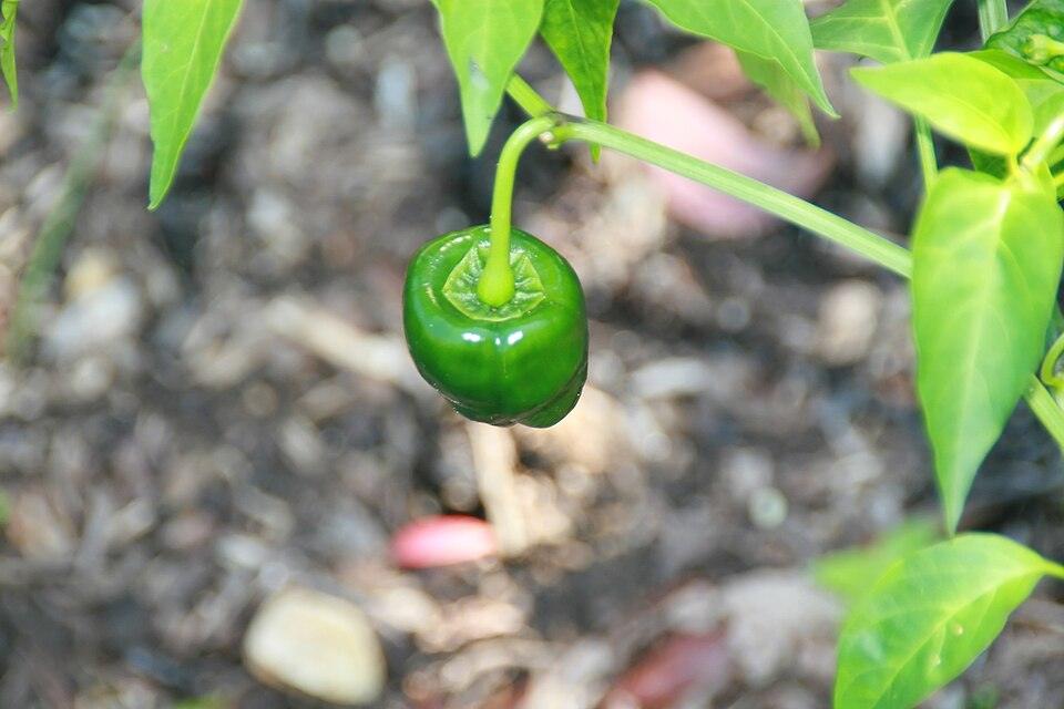 Pepper (Poblano) — Growing
