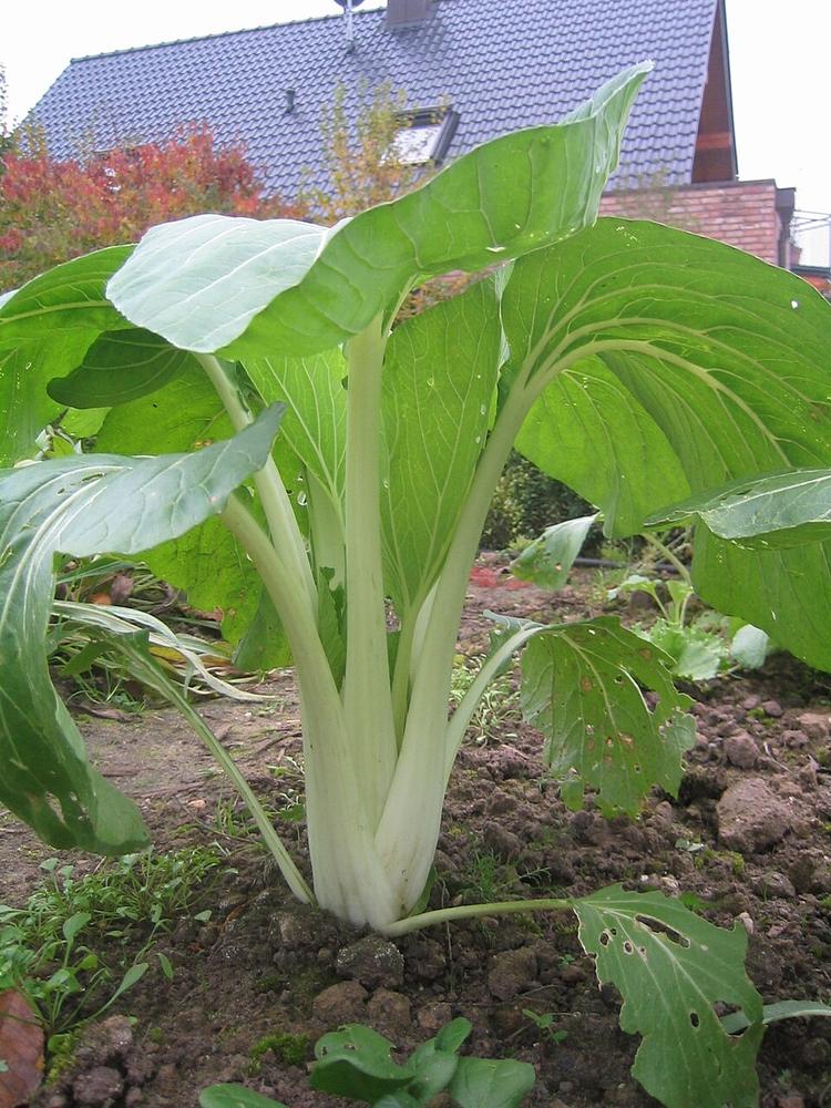 Pac Choi 'Prize Choy' — Full grown