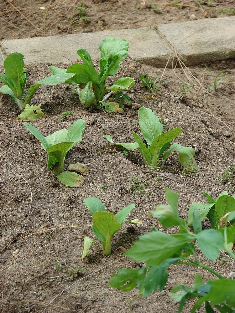 Pac Choi 'Prize Choy' — Young