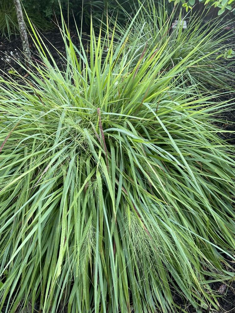Purple Lovegrass — Growing