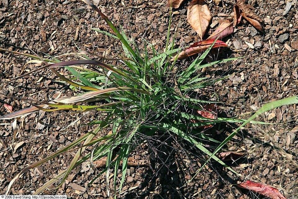 Purple Lovegrass — Young