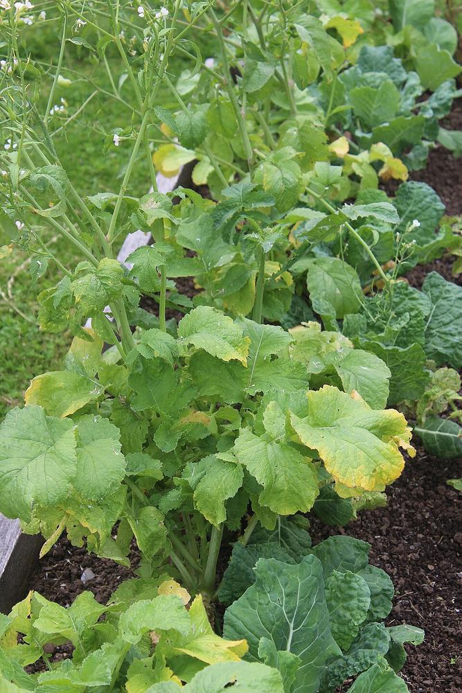Radish — Growing