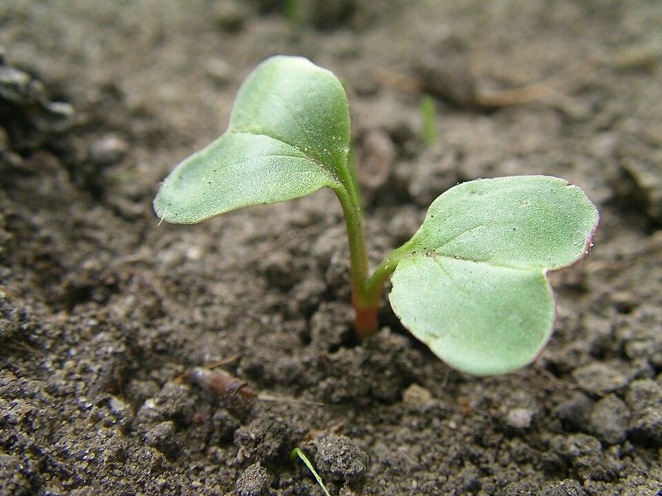 Radish — Young