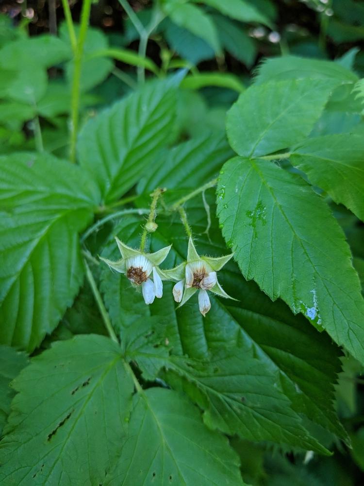 Raspberry — Growing