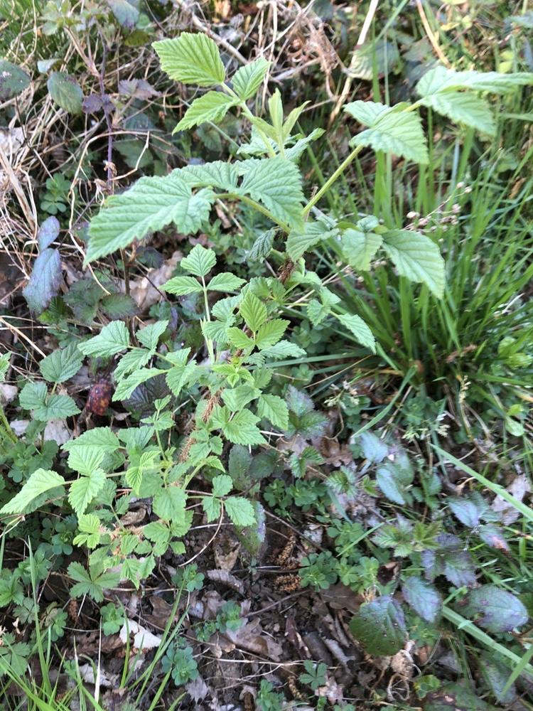 Raspberry — Young
