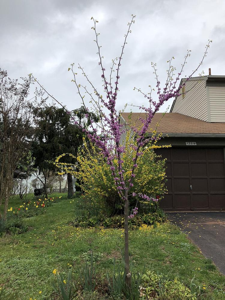 Eastern Redbud ×3 — Growing