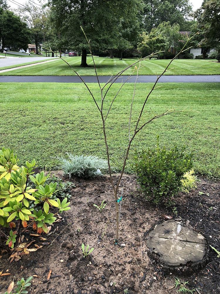 Eastern Redbud ×3 — Young