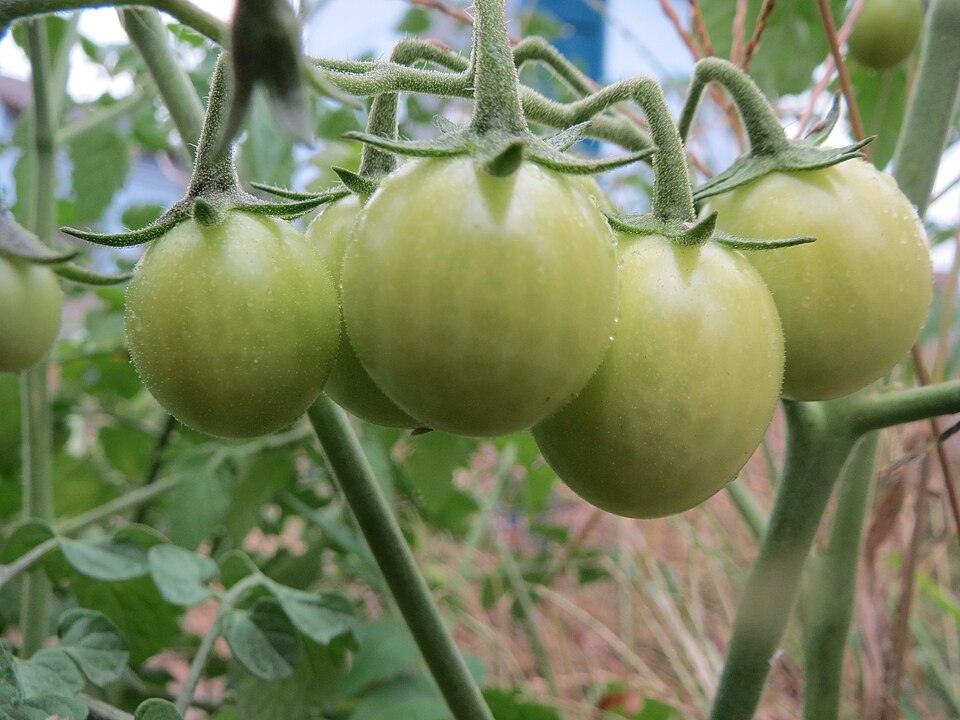 Tomato (Red Husky Cherry) — Growing