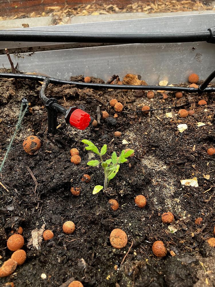 Tomato (Red Husky Cherry) — Young