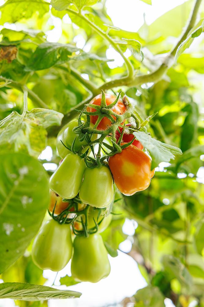 Tomato (Roma) — Growing