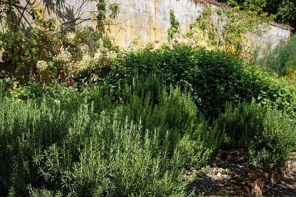 Rosemary — Growing