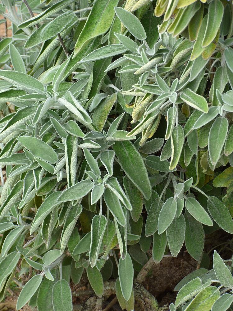 Sage — Growing