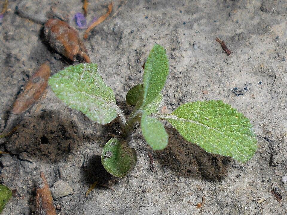 Sage — Young