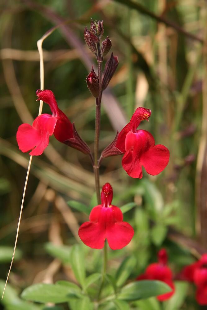Salvia 'Furman's Red' — Full grown