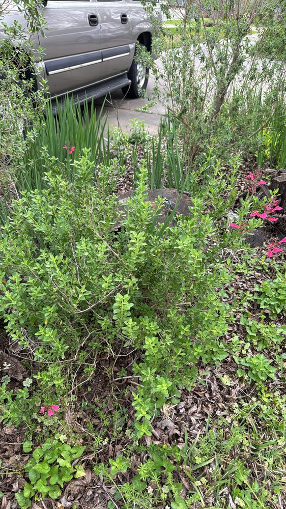 Salvia 'Furman's Red' — Growing