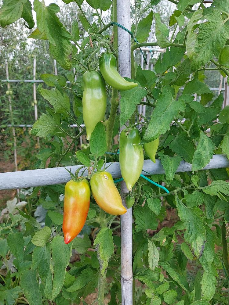 Tomato (San Marzano) — Growing