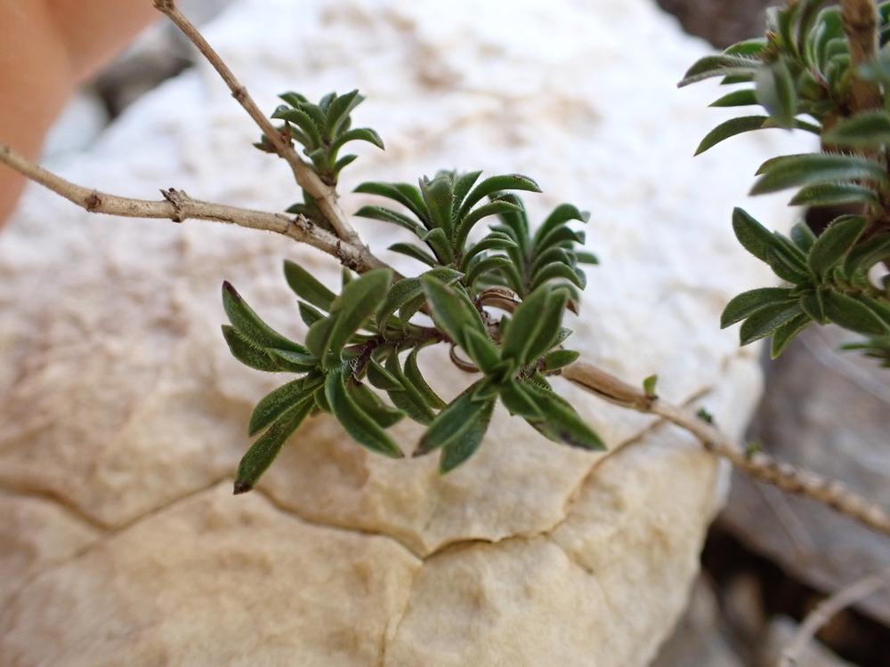 Savory — Growing