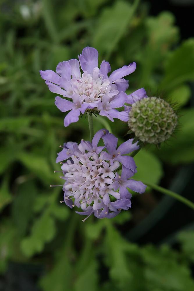 Scabiosa — Growing