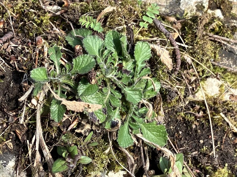 Scabiosa — Young