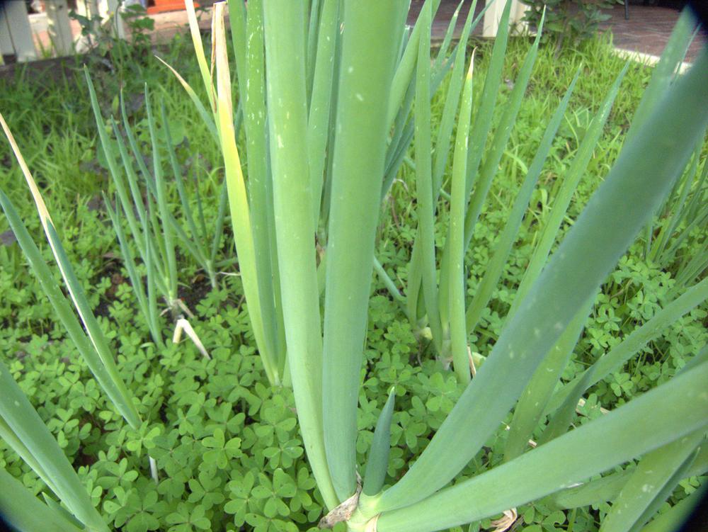 Scallion Onions — Growing