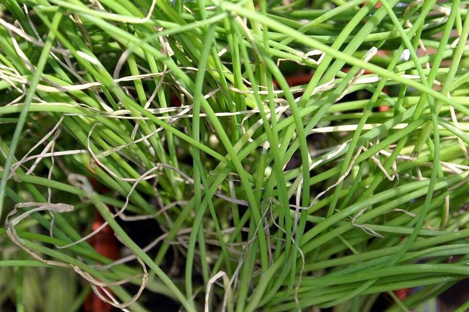 Scallion Onions — Young