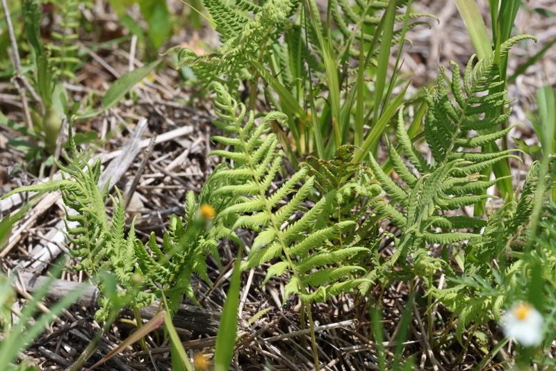 Southern Shield Fern — Growing