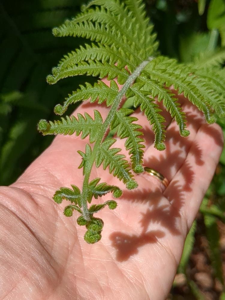 Southern Shield Fern — Young
