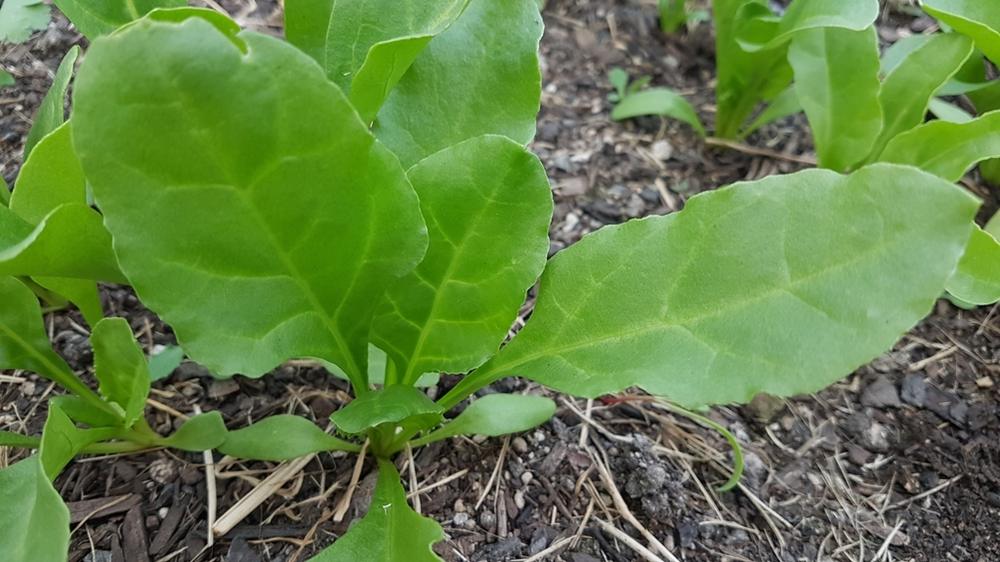 Spinach — Growing
