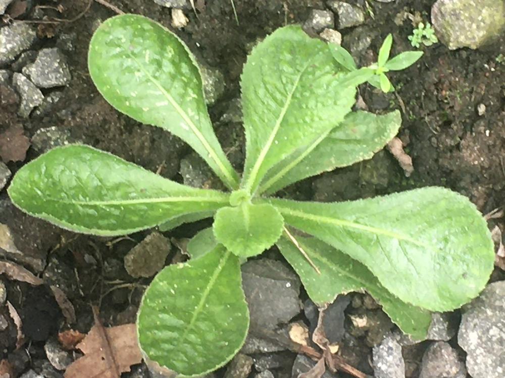 Spinach — Young