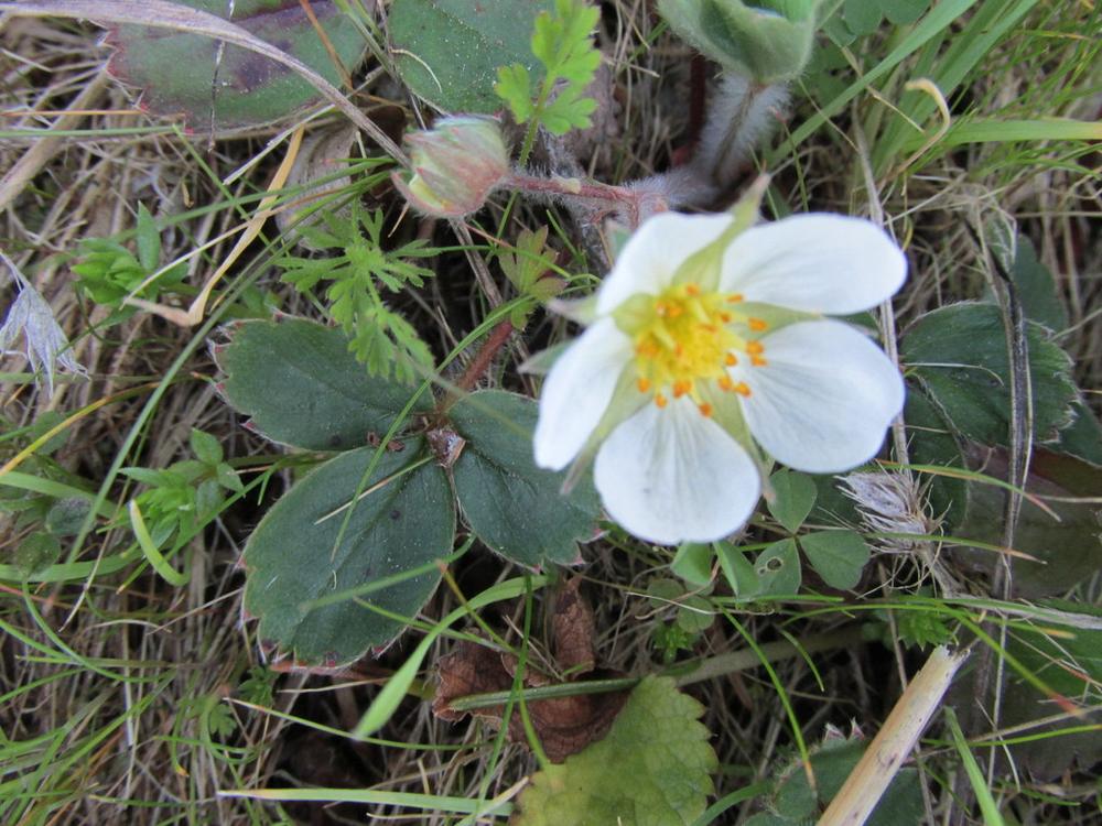 Strawberry — Growing