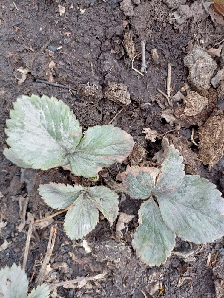 Strawberry — Young