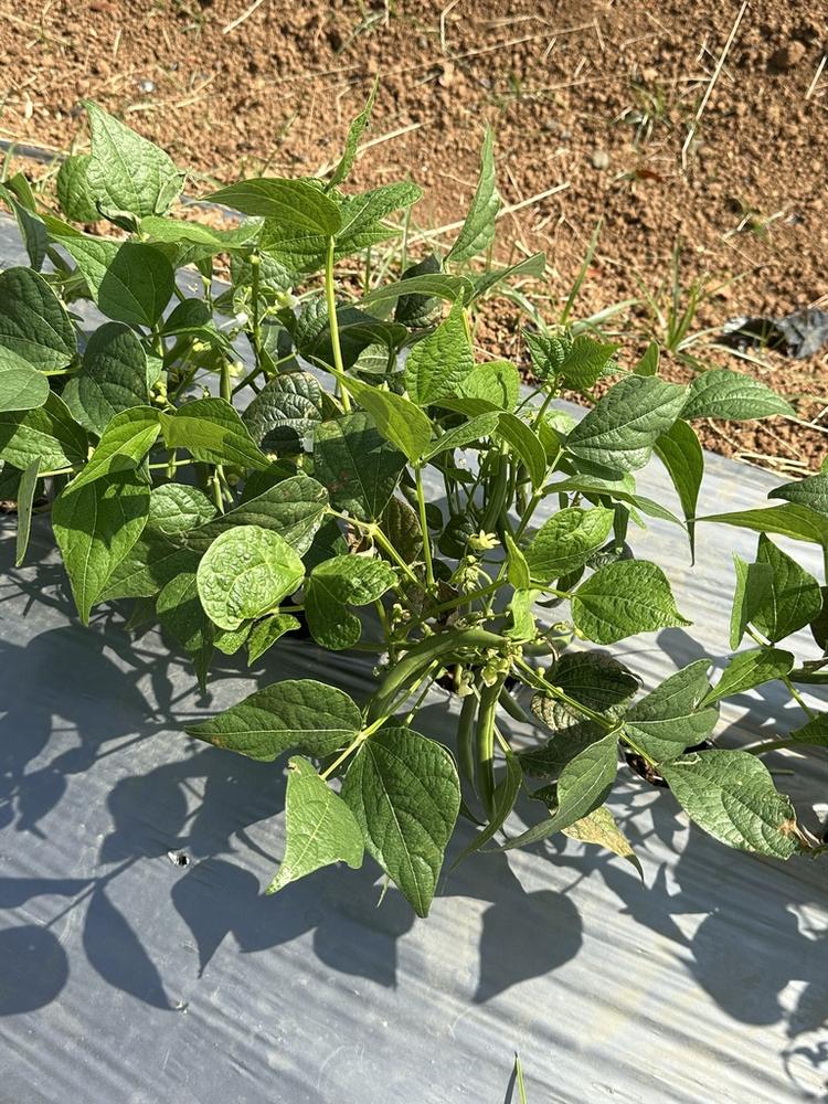 Stringless Green Beans — Growing