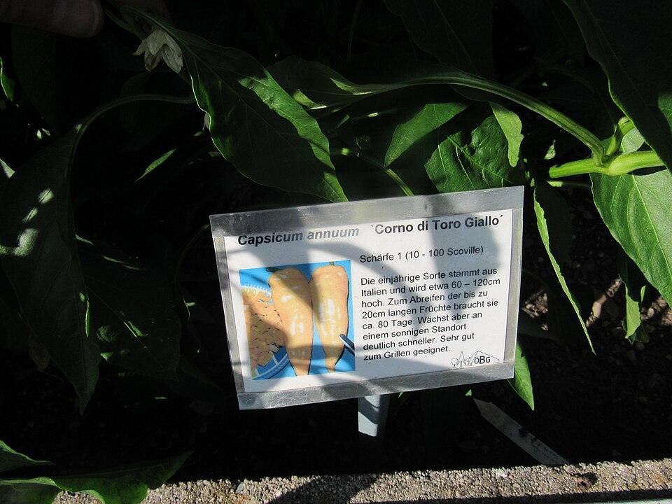 Pepper (Sweet Long) — Growing