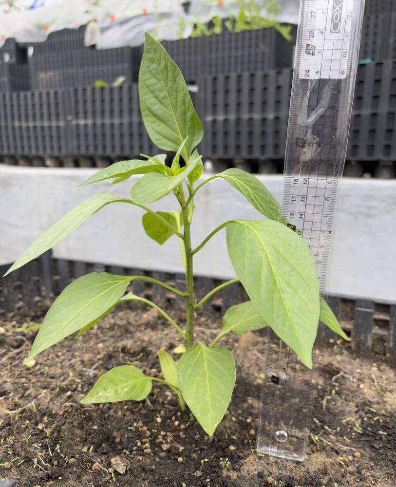 Pepper (Sweet Long) — Young