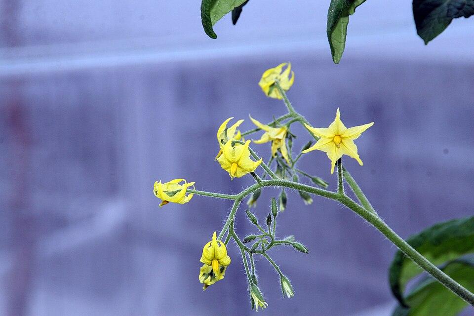 Tomato (Sweet 100/150 Cherry) — Growing