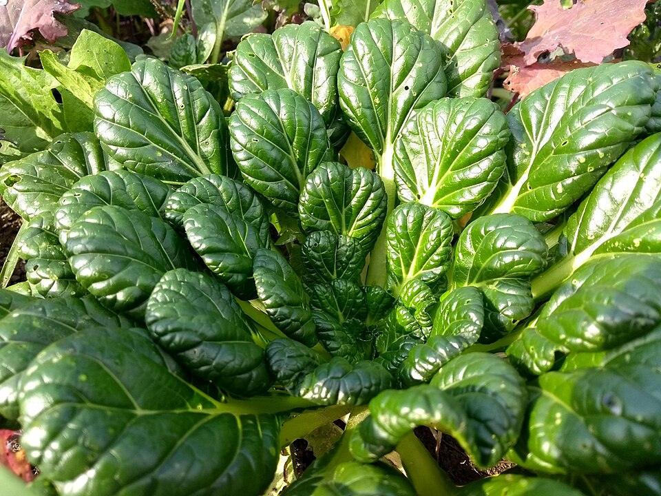 Tatsoi (Black Knight) — Growing