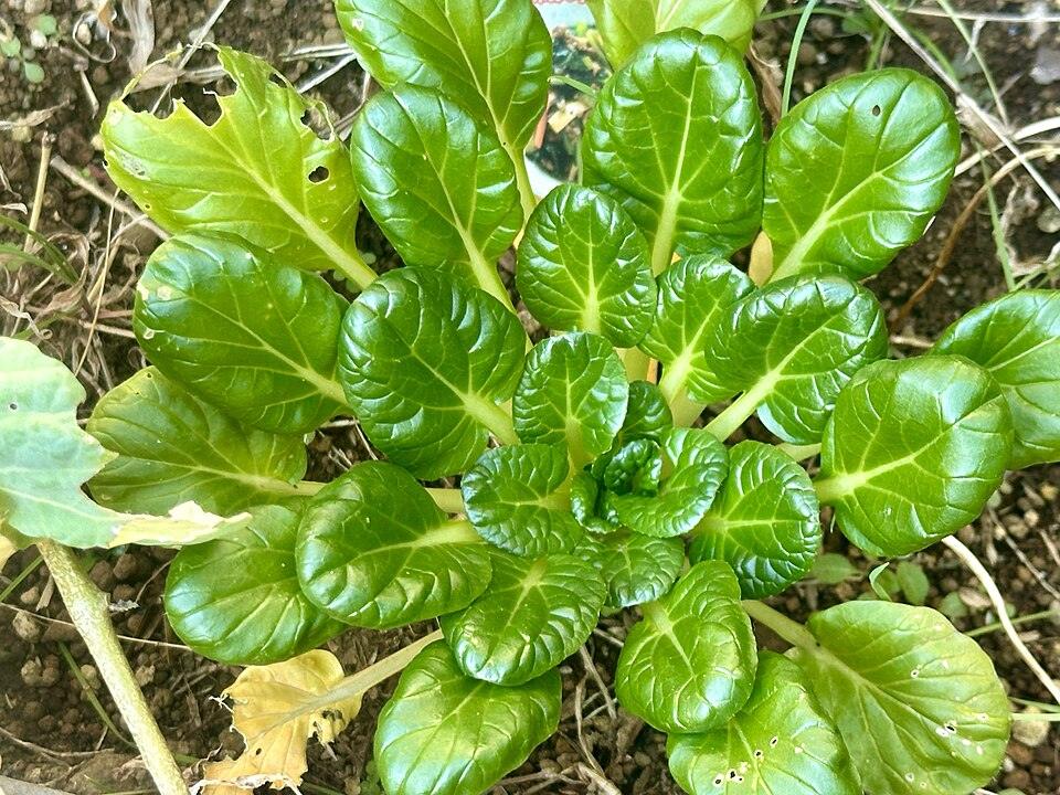 Green Tatsoi — Growing