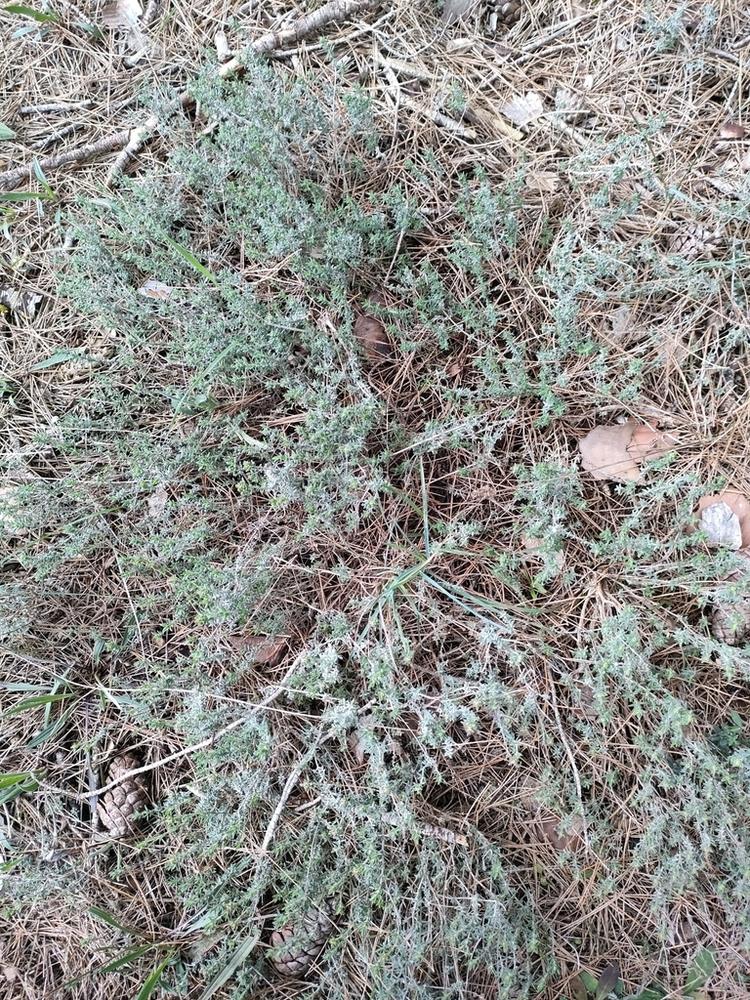 Thyme — Growing