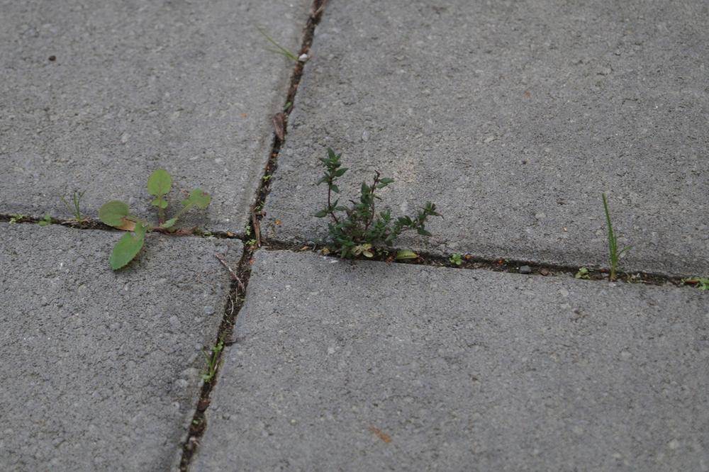 Thyme — Young