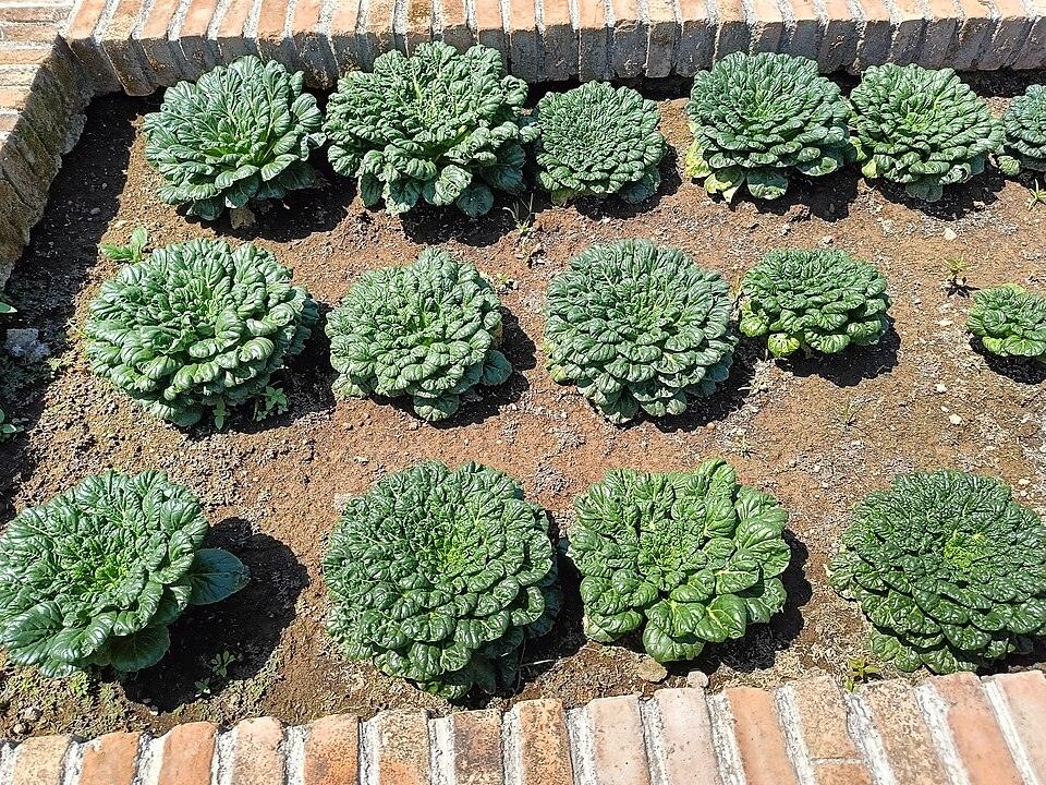 Red Tatsoi — Growing