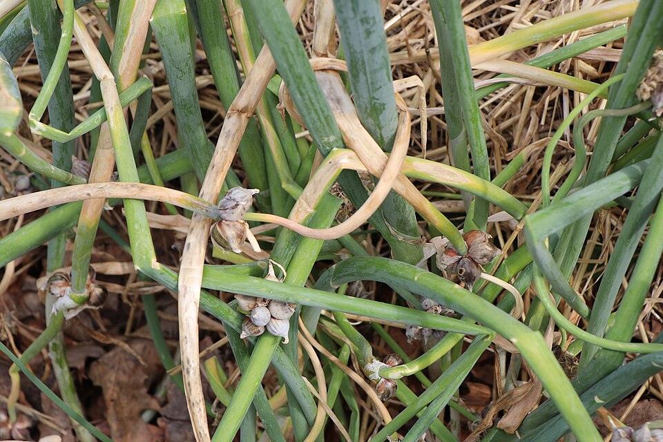 Egyptian Walking Onion — Full grown